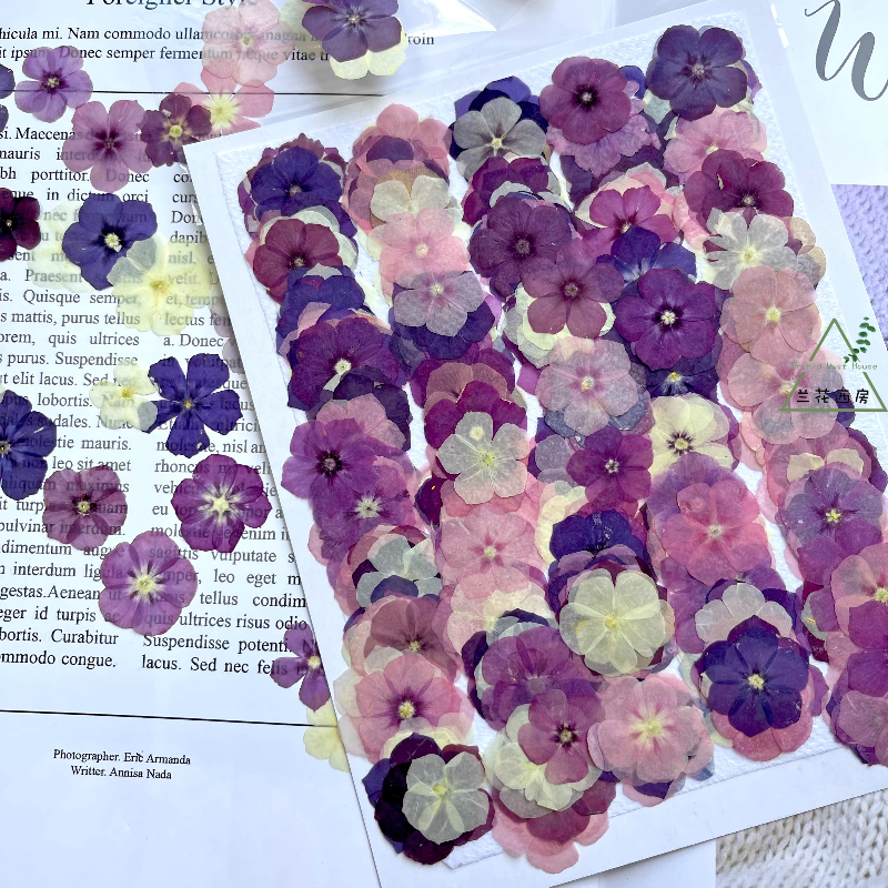 Resin Craft Ideas - 12pcs,Semi-Transparent Niche Phlox Pressed Dried Flowers