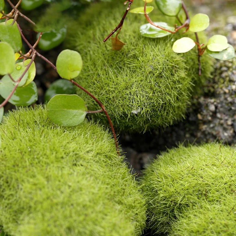4Pcs Micro Landscape Artificia - Terrarium Moss Art review and price