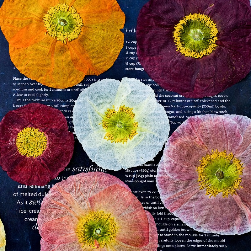 1pcs,Nature Field Poppy Presse - Resin Craft Ideas review and price