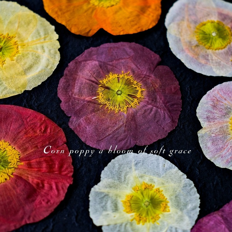 1pcs,Nature Field Poppy Presse - Resin Craft Ideas review and price