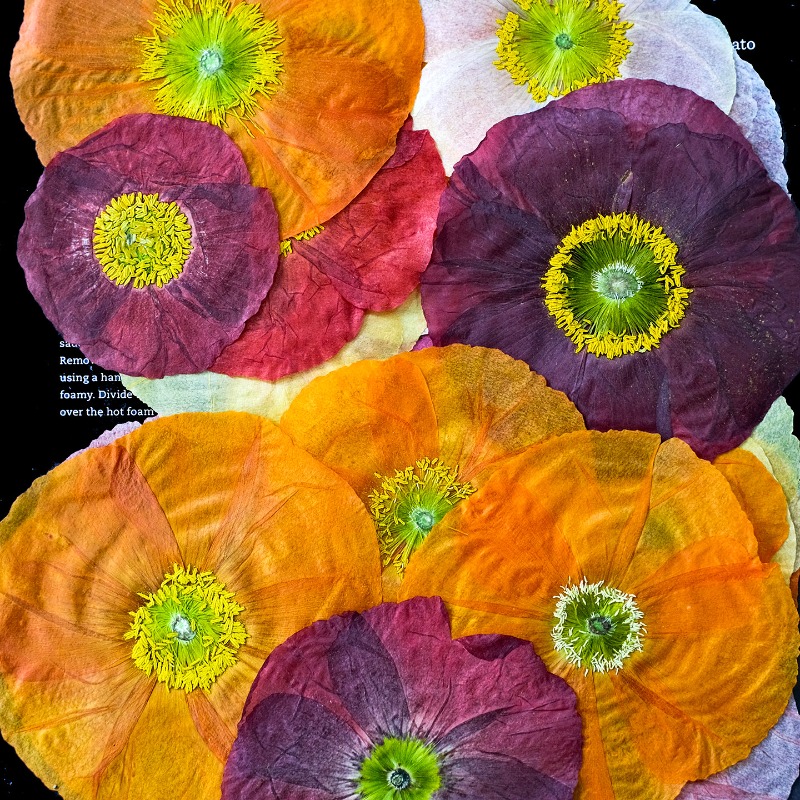 1pcs,Nature Field Poppy Presse - Resin Craft Ideas review and price