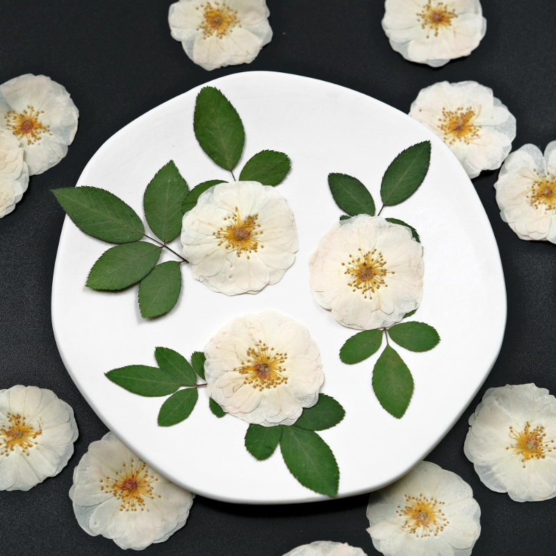 6pcs,9pcs,Nature White Rose Pr - Resin Craft Ideas review and price