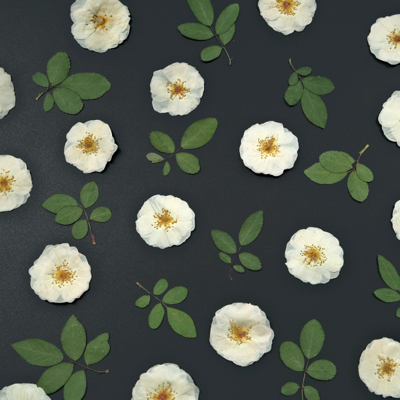 6pcs,9pcs,Nature White Rose Pr - Resin Craft Ideas review and price