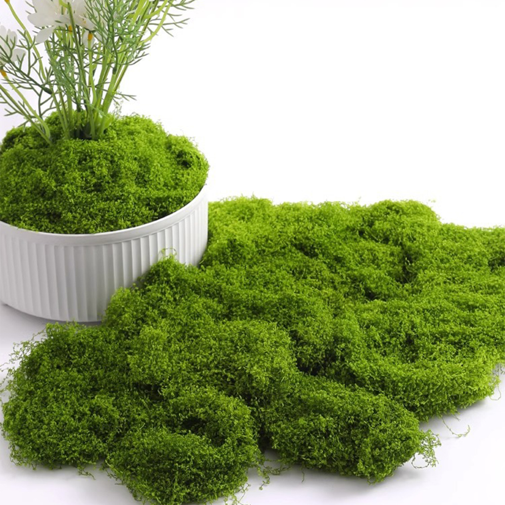 20/40/100g Eternal Life Moss D - Terrarium Moss Art review and price