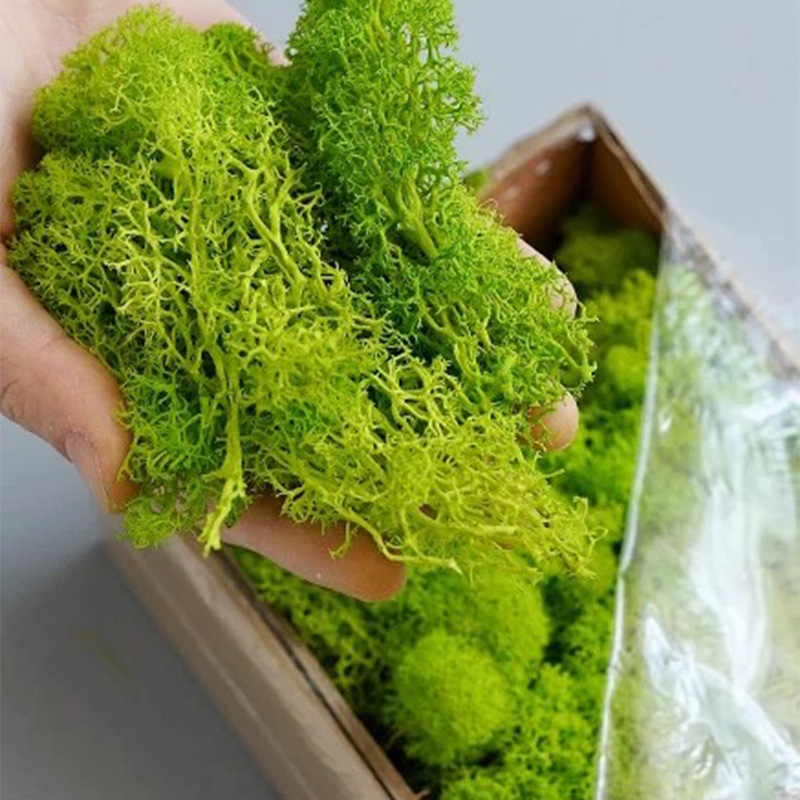 20/40/100g Eternal Life Moss D - Terrarium Moss Art review and price